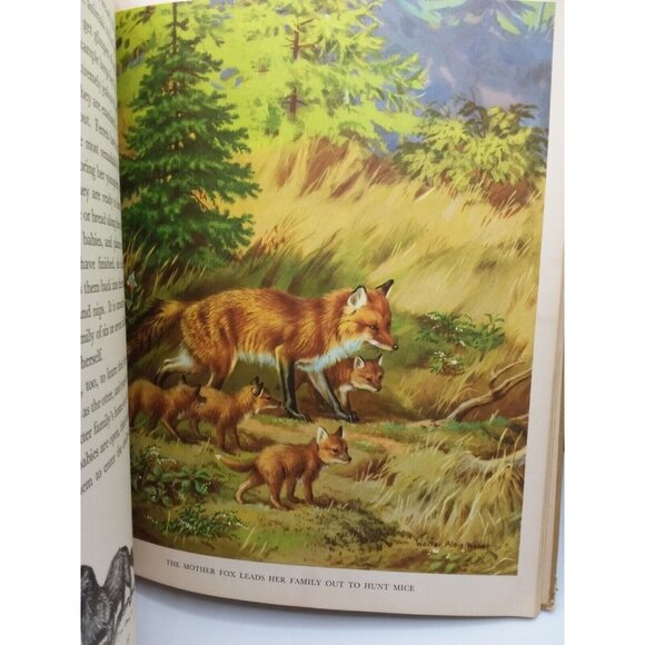 1934 Homes and Habits of Wild Animals Walter Weber Illustrations Children's Book - Picture 11 of 16
